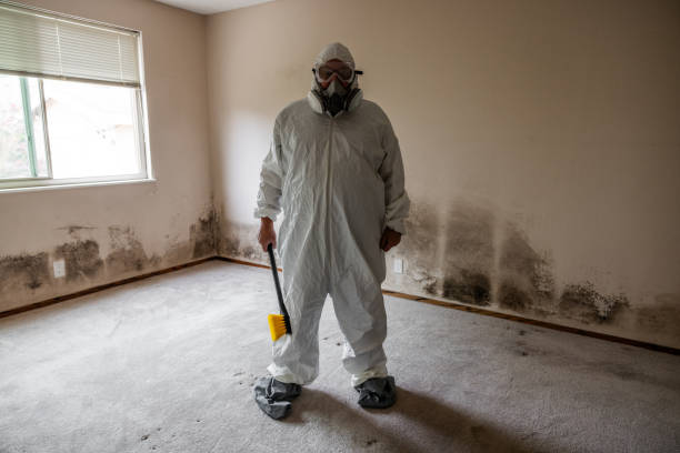 Best Mold Removal Process  in USA